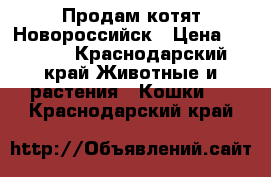 Продам котят Новороссийск › Цена ­ 4 500 - Краснодарский край Животные и растения » Кошки   . Краснодарский край